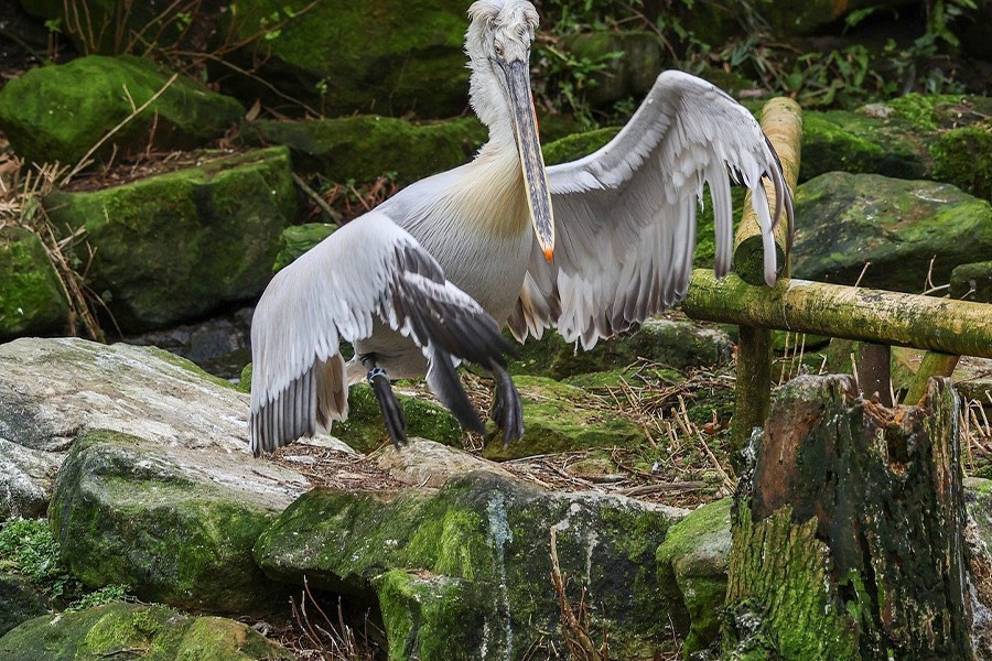 Uccellino pellicano volante