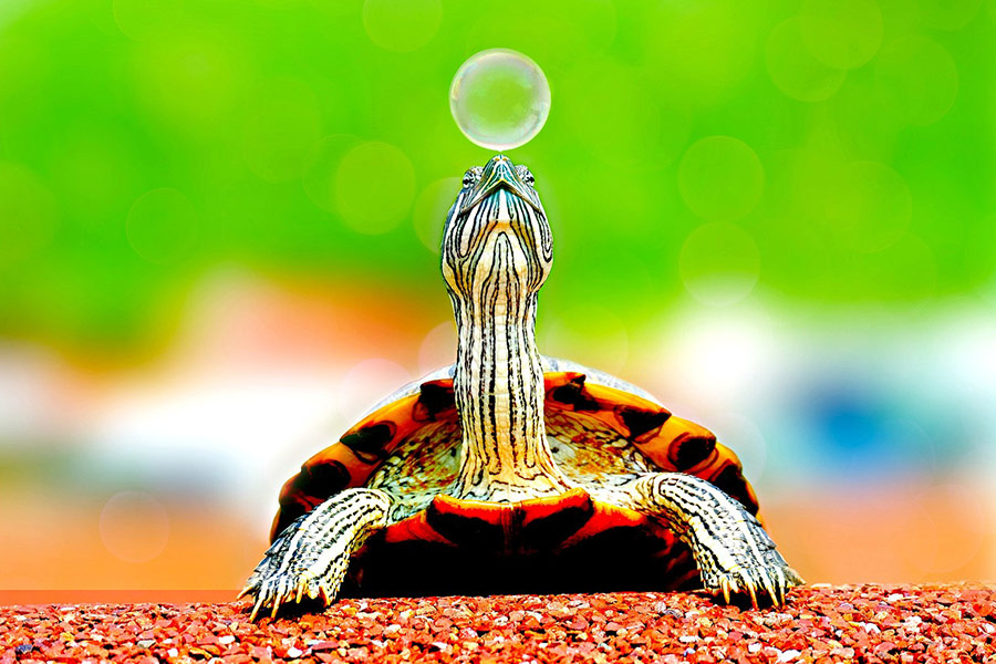 Animal tortuga jugando con burbujas