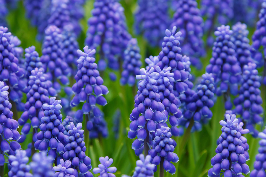 Fleurs bleues de muscari