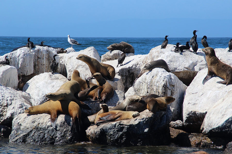 Lobos marinos focas vida acuática