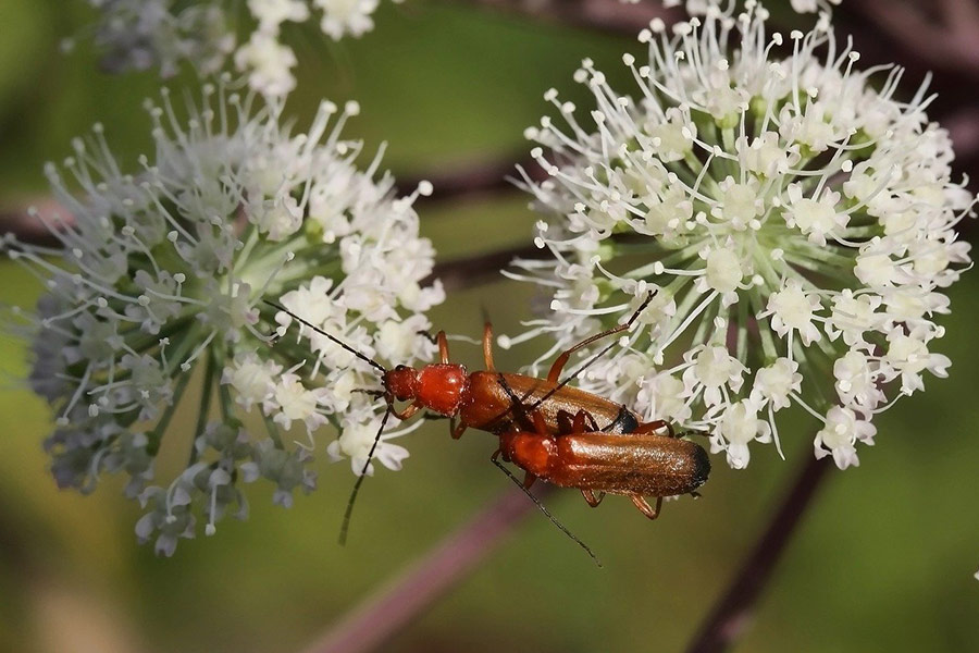 Weiche Käfer weiße Blüten