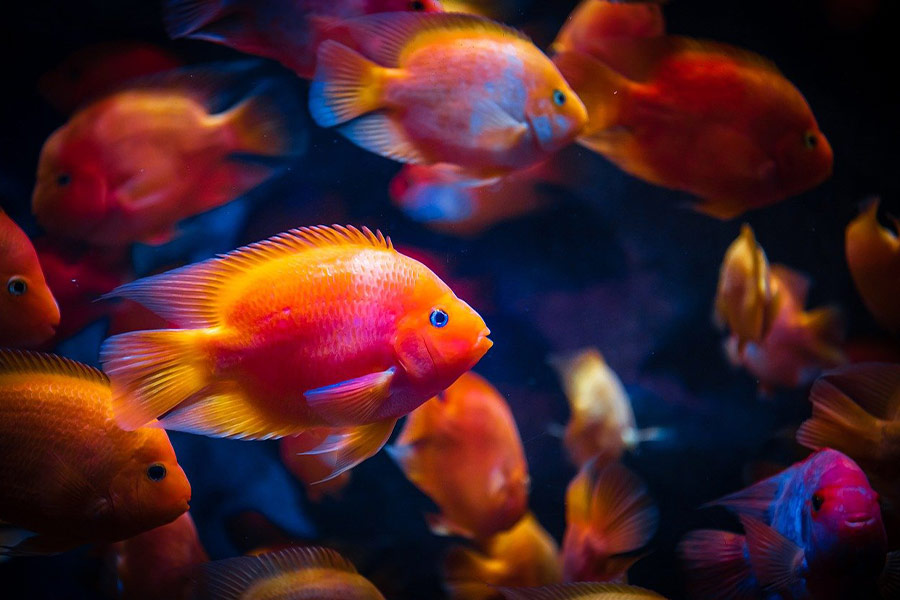 Peces pequeños de color rojo anaranjado
