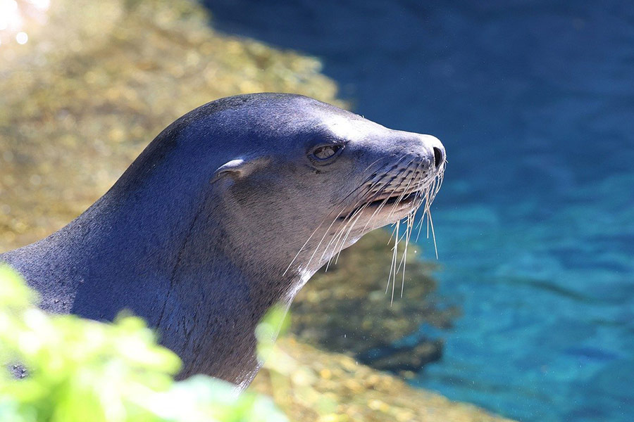 Animal mamífero león marino