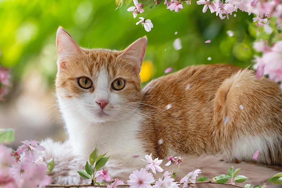 Mascota gato europeo de pelo corto