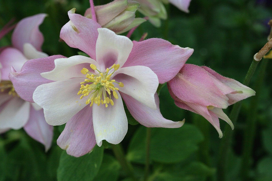 Plante ornementale de Colombie