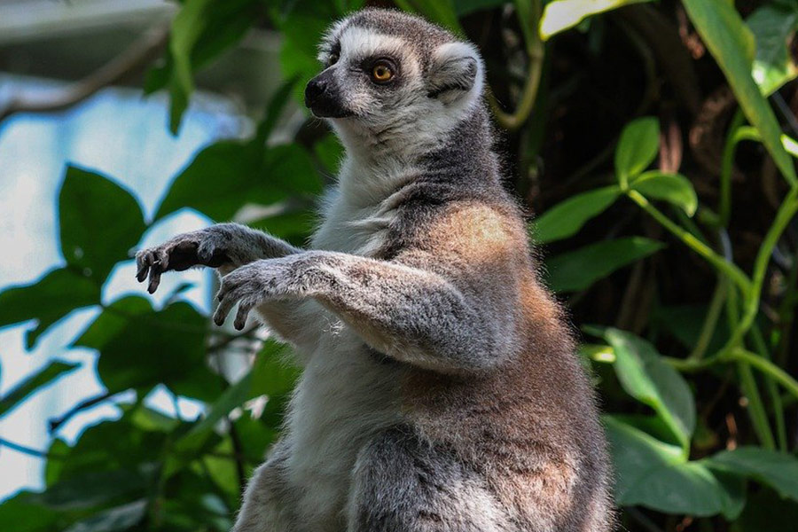 Lémur de cola anillada sentado