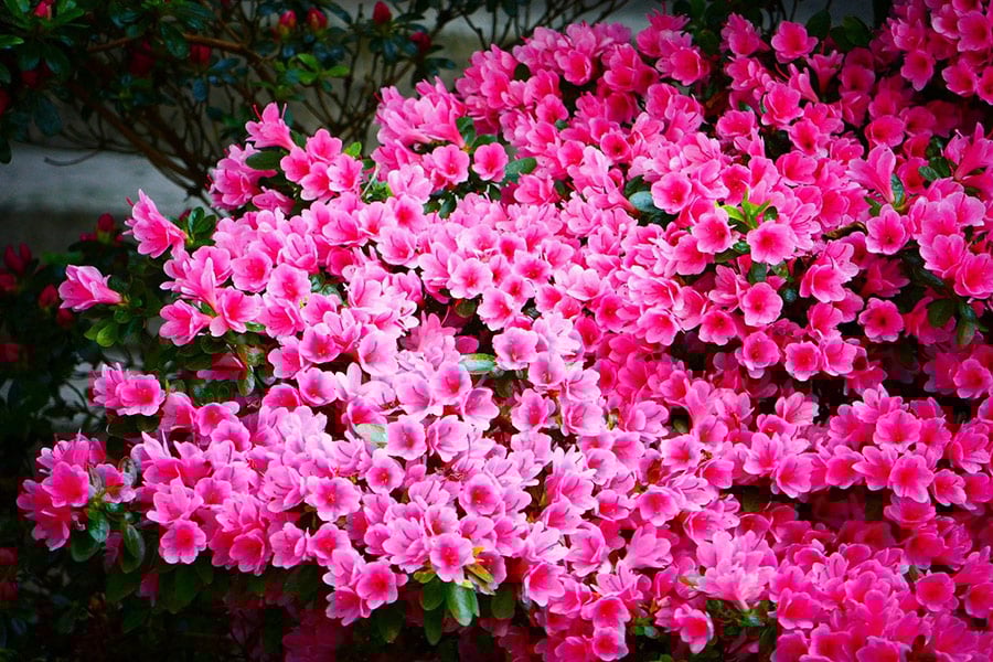 Parterres de fleurs roses