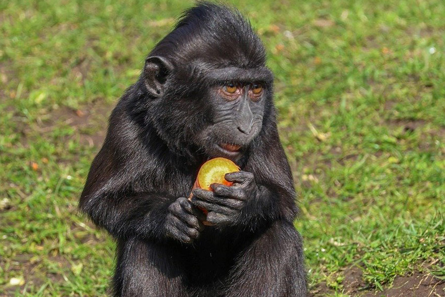 Mono bebé comiendo fruta