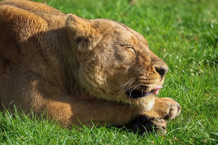 León disfrutando del sol