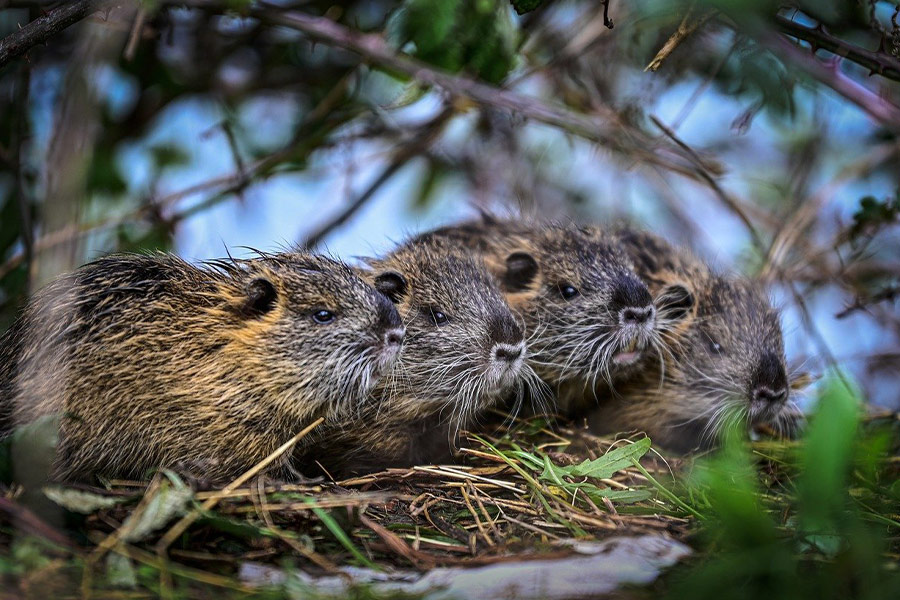 Grupo de rata castor