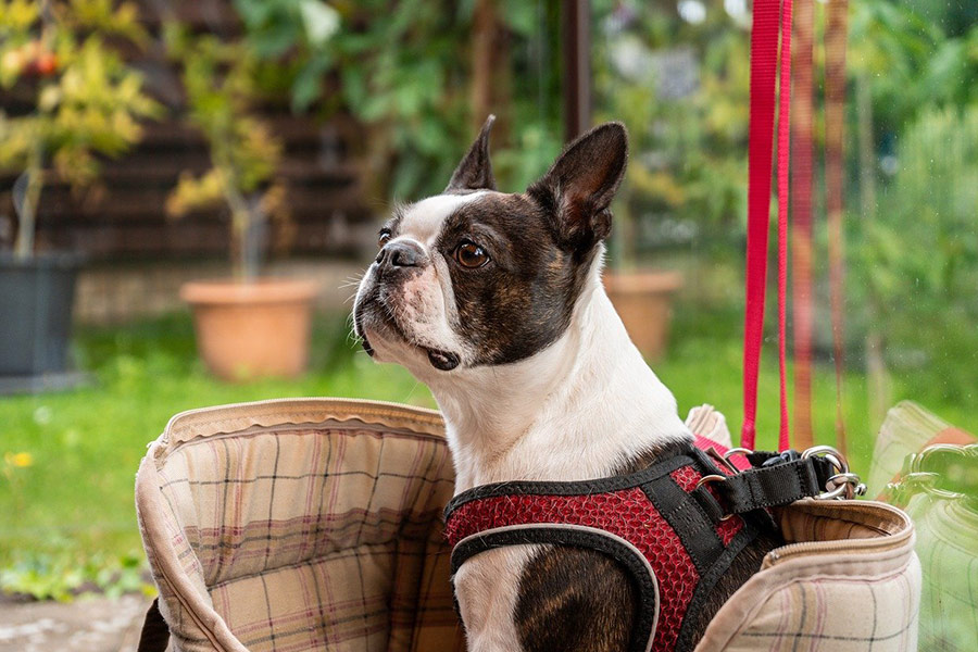 Perro boston terrier mascota