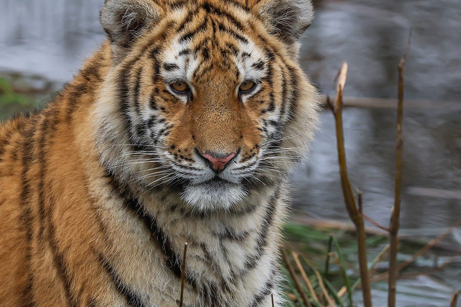 Tigre mamífero felino