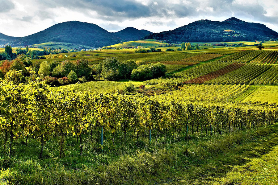 Deutschland Weinberg Weinbau