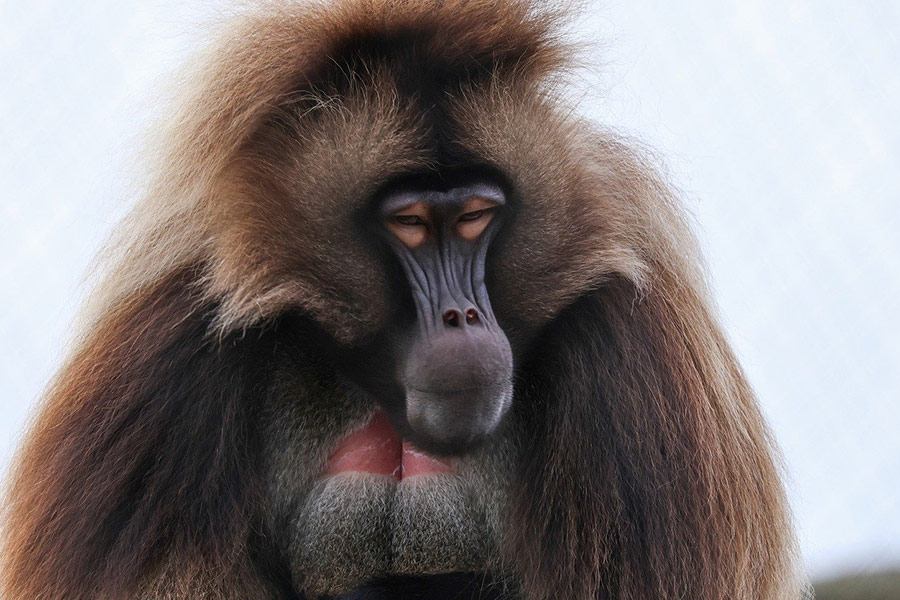 Babuino gelada o mono corazón sangrante