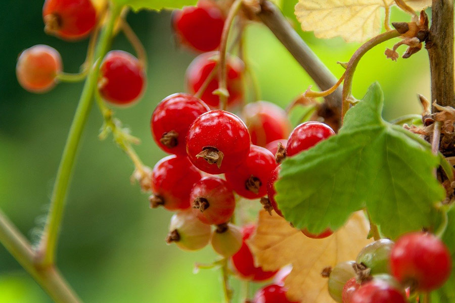 Johannisbeeren Beerenfrüchte