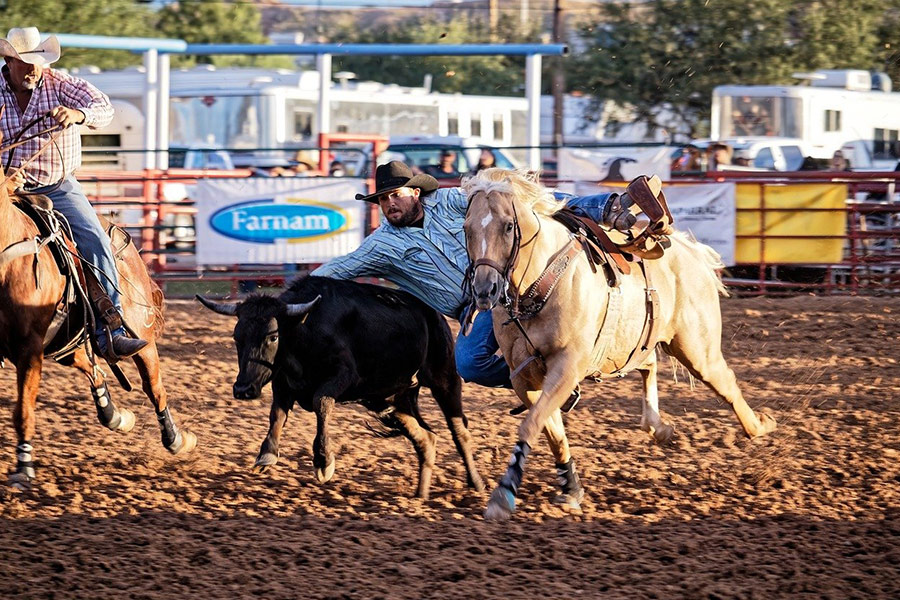 Novillo de vaquero de rodeo