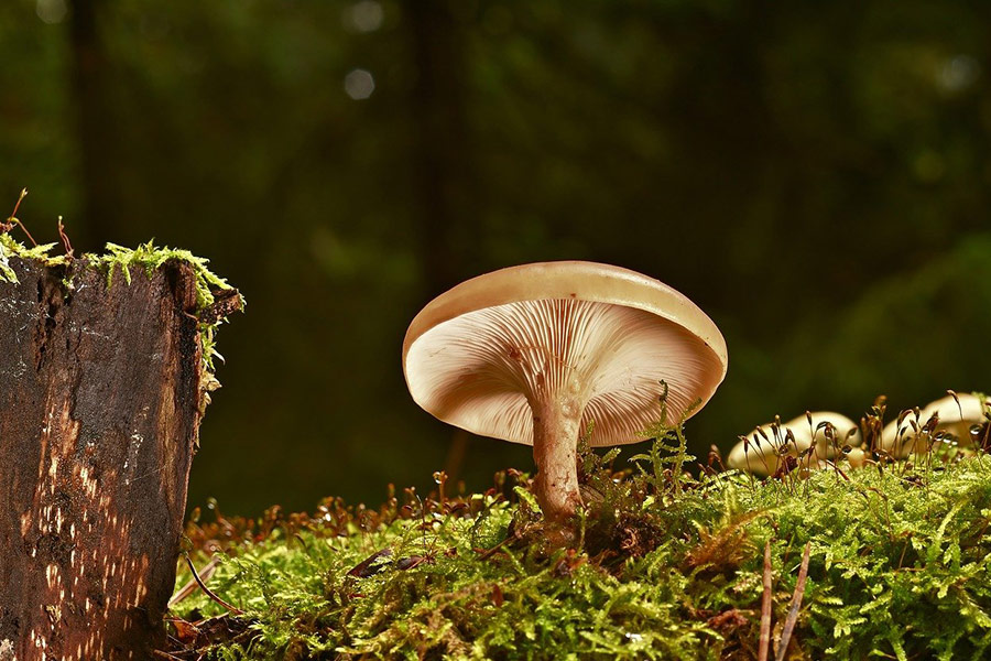 One beautiful mushroom