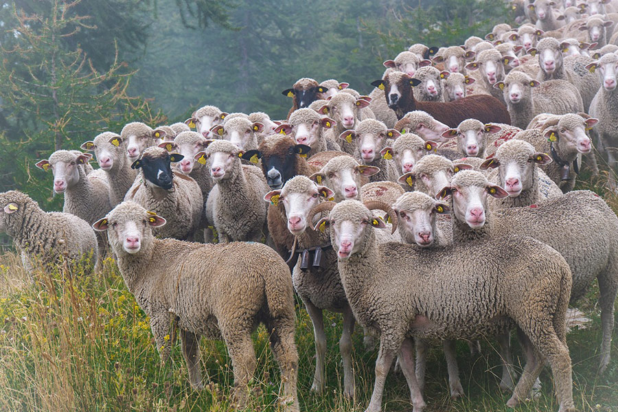 Grupo de los Alpes marítimos rebaño de ovejas