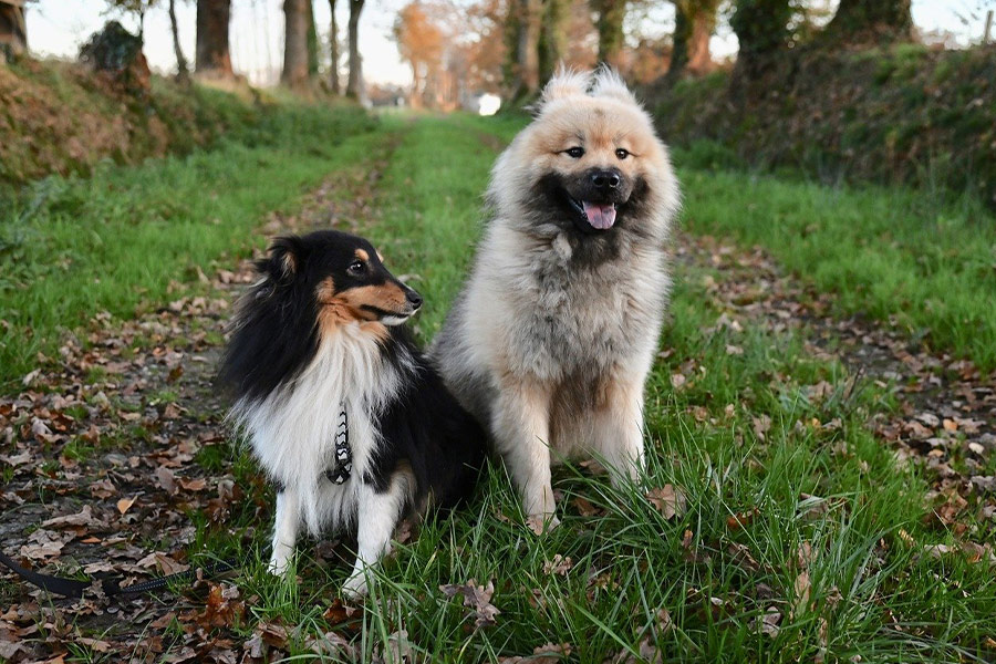 Imagen del perro eurasier olaf