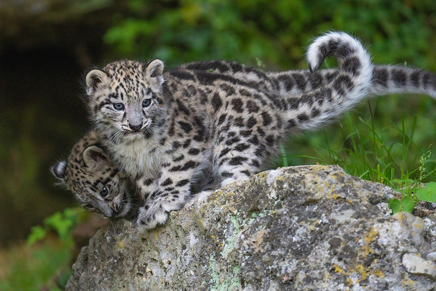 Cachorros de leopardo de las nieves bebé