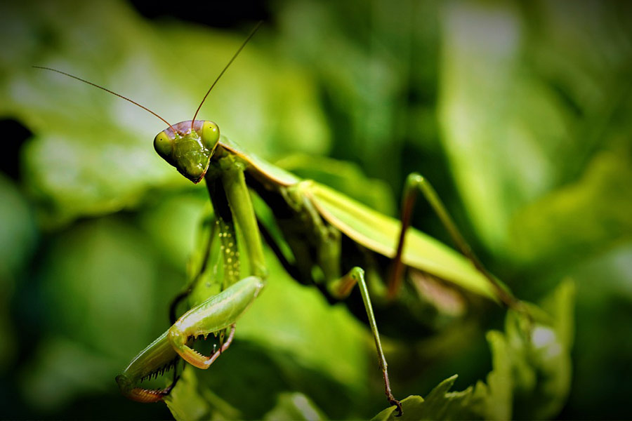 Grüne Insektenmantis