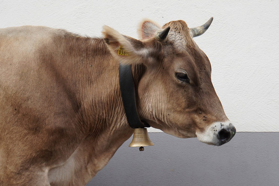 Animal vaca cencerro