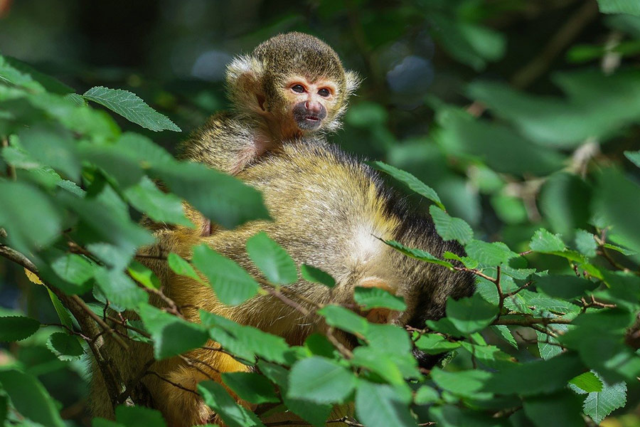 Bebé mono ardilla boliviano