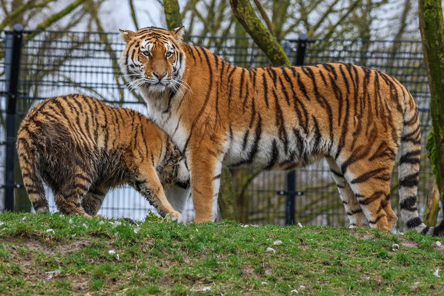 Madre y bebé tigre