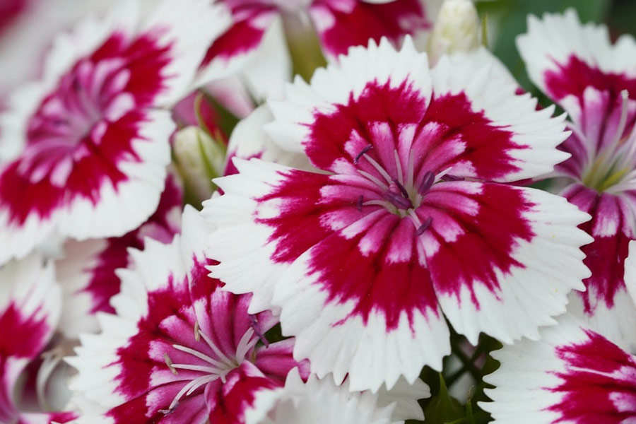 Rozerode en witte bloemkleurencombinatie