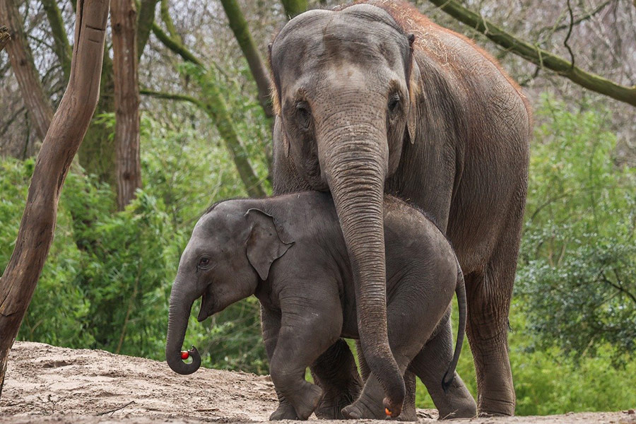 Vínculo entre mamá elefante y bebé elefante