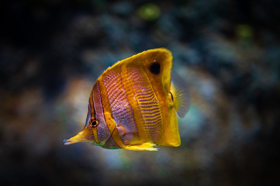 Colorido pez mariposa de seis espinas