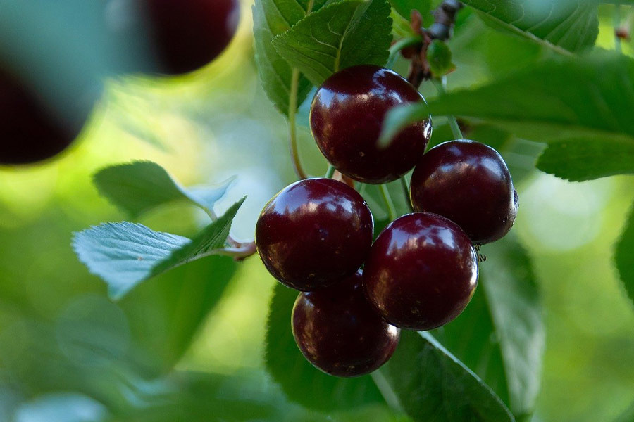 Vitamine Kirschen Obst