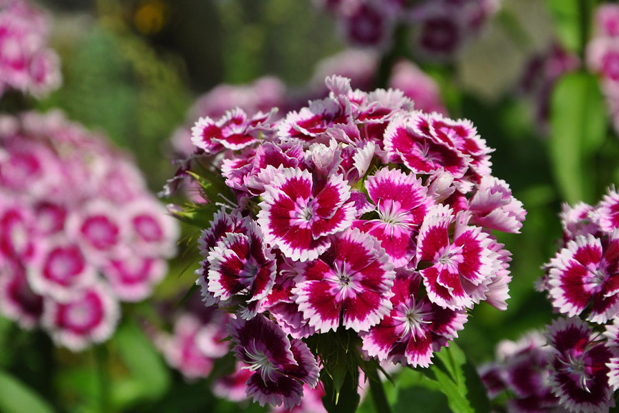 Mooie bloem in de natuur