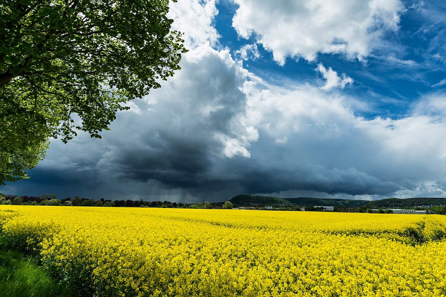 Schönes Feld mit Raps und Ölsaaten