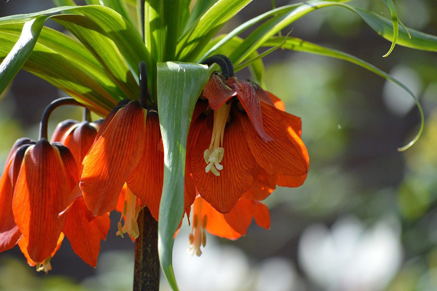 Keizerkroonkeizer Fritillaria