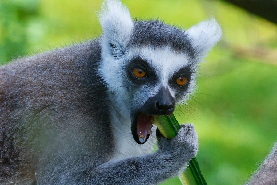 Pepino lémur comiendo