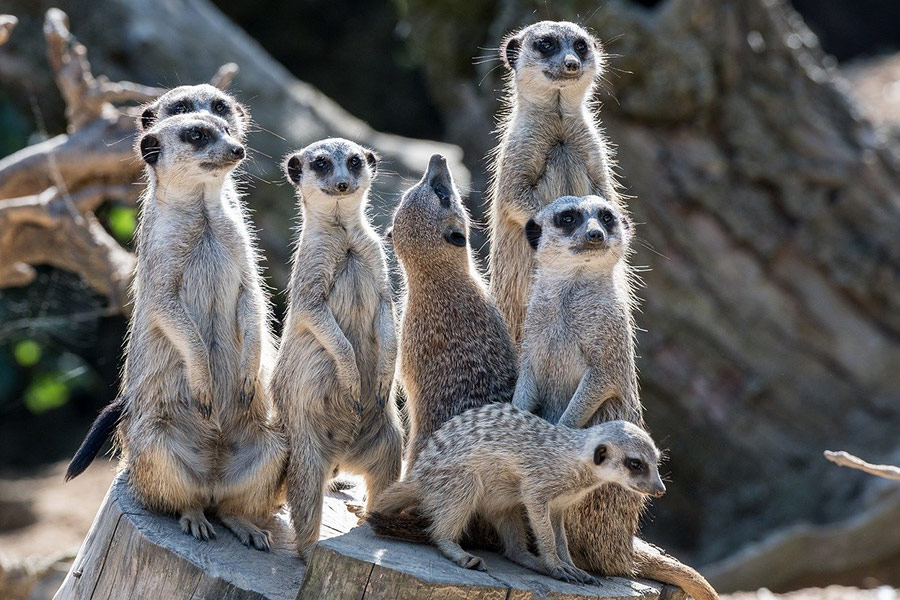 Familia de animales suricata