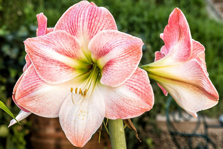 Amaryllis tweekleurig