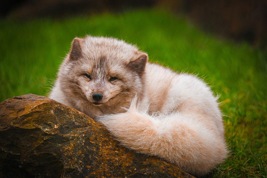 Lindo animal zorro polar