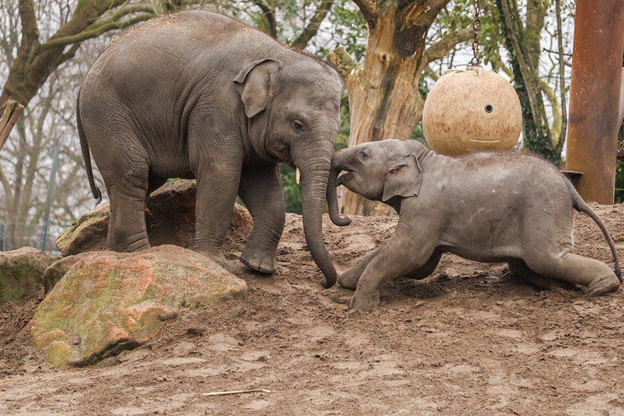 Elefante del zoológico jugando