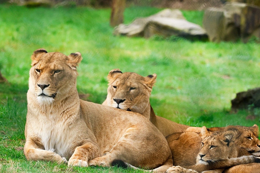 Tiempo de relax en familia de leonas