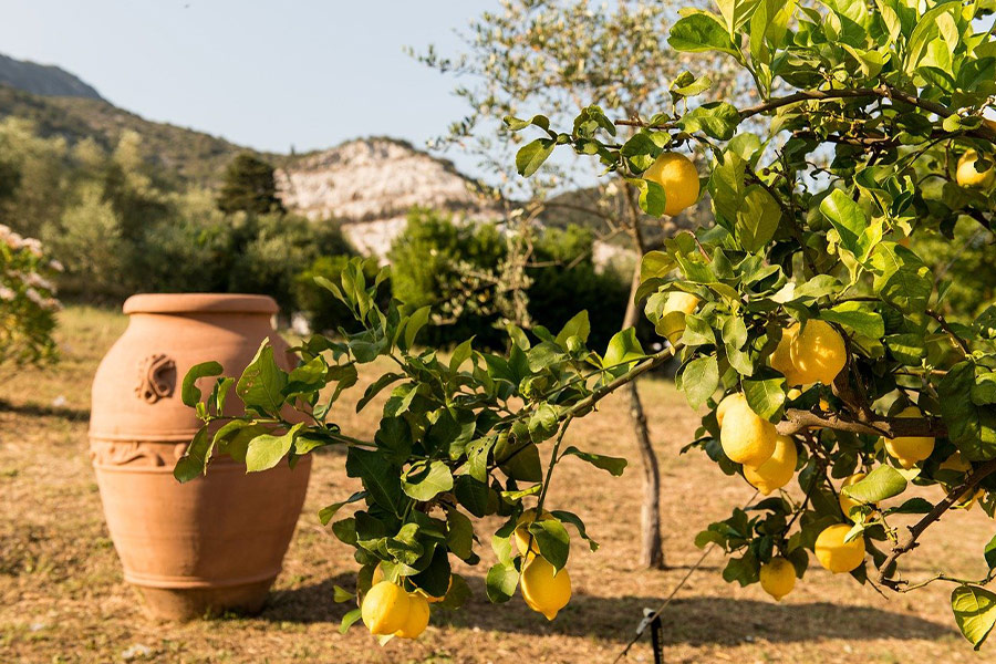 Zitrone, Frucht, Zitrus