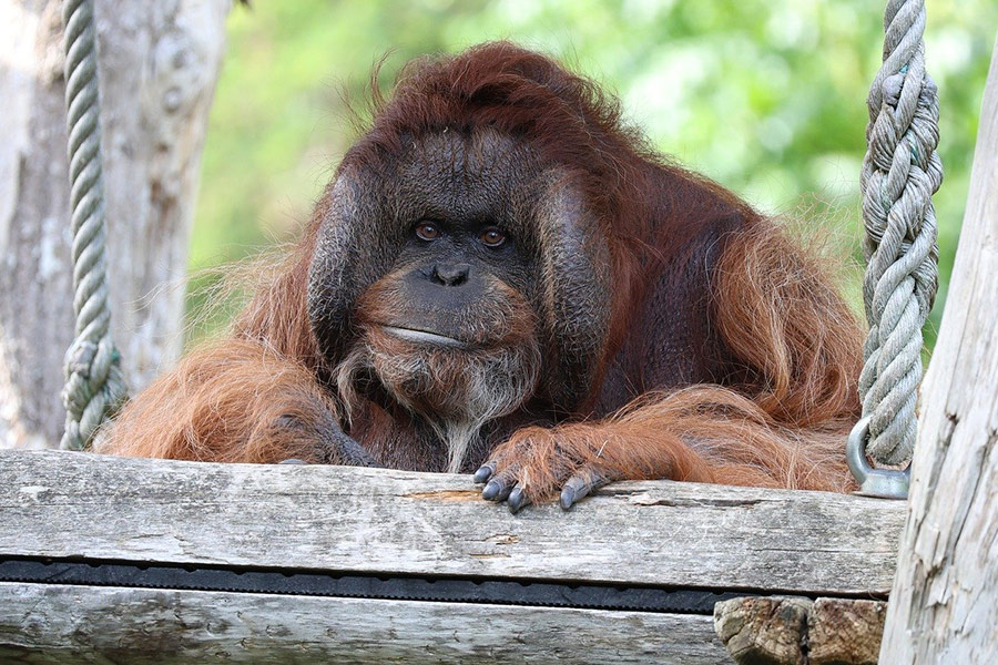 Mono orangután animal mirando