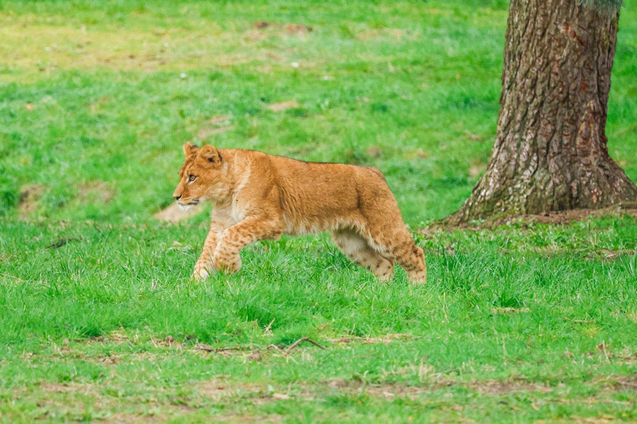 Leona bebé intentando cazar
