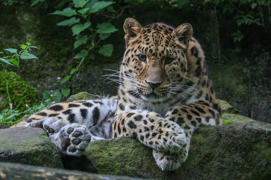 Animal leopardo del zoológico