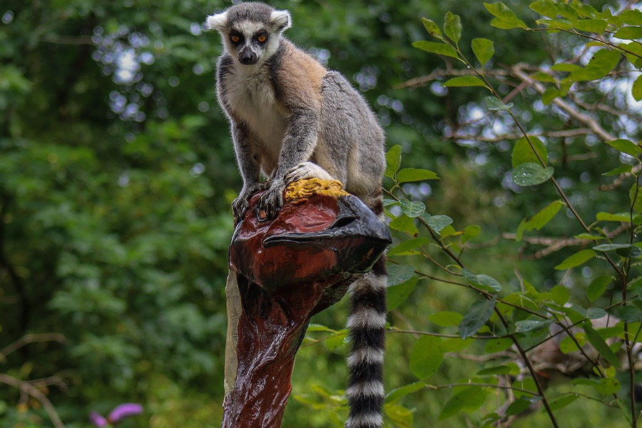 Estatua de lémur superior en cuello largo
