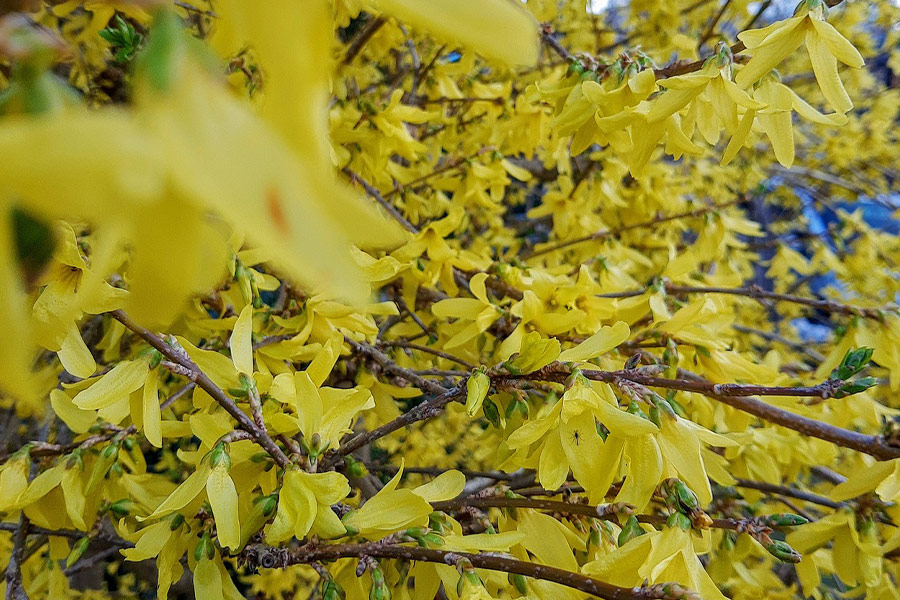Forsythia gele kleur