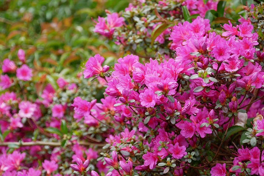 Plante de fleurs d'azalée
