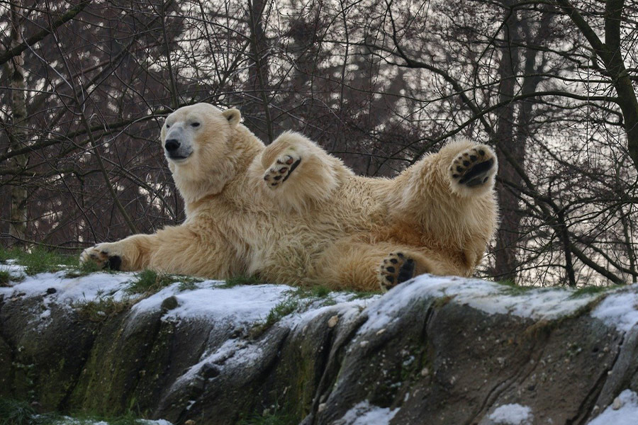 A punto de poner oso polar