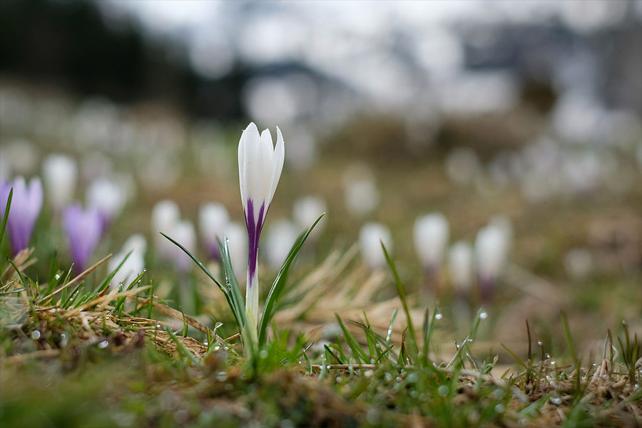 Crocus en fleurs au printemps